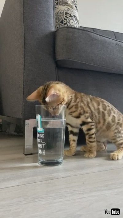 uCurious Cat Examines Glass of Water - 1200542v