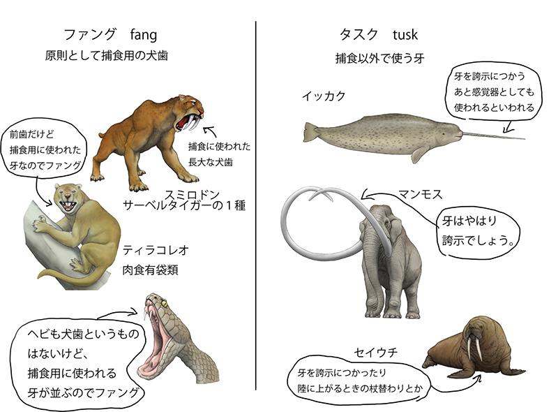 初めて知った 言われてみれば確かに 動物の牙 ファングとタスク の違いを説明したイラストが勉強になる ねとらぼ