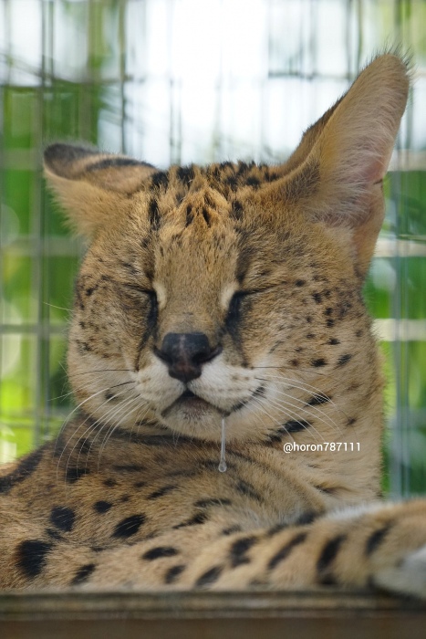 うとうと眠る姿がかわいいサーバルキャット よく見ると 穏やかな表情でめちゃめちゃよだれをたらしている ねとらぼ