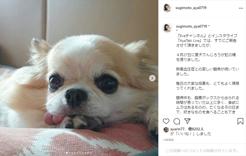 杉本彩 愛犬 でんじろうの旅立ちを報告 息子のような存在 と愛犬に寄り添い悲痛な表情 1 2 ページ ねとらぼ