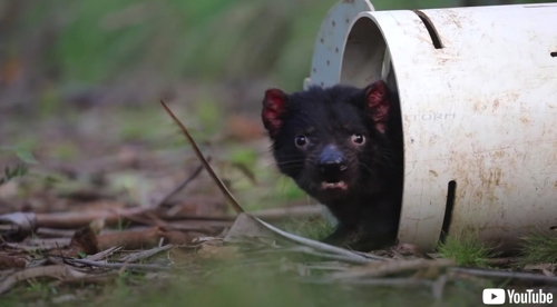 絶滅危惧種のタスマニアデビル 3000年ぶりにオーストラリア本土で自然繁殖 2 2 ページ ねとらぼ