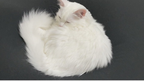 ふわふわ猫ちゃんがぎゅうぎゅうみっちり 白食パンのような猫に とけてる 可愛いがめいっぱい の声 ねとらぼ