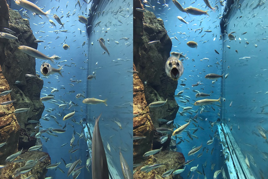 イワシの群れを連写してたら悪霊みたいなのが撮れた 襲い掛かってきそうな ホラー な表情のイワシが話題に ねとらぼ