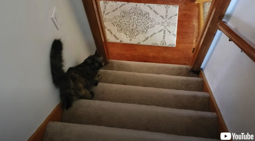 障害にも負けず階段を無事降りる猫ちゃん