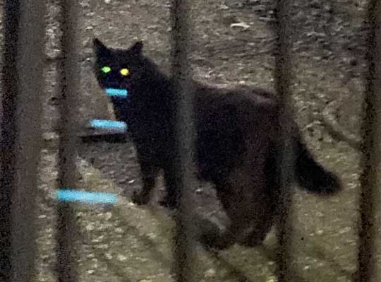 野良猫 写真 レンズの反射 謎 データ受信中 猫