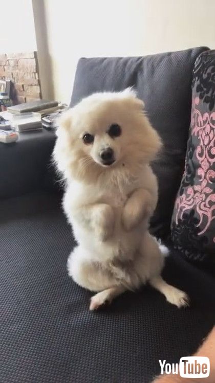 犬 あ カメラ きゅるん カメラを向けると首をかしげてポーズをとるワンコがあざとかわいい 1 2 ページ ねとらぼ