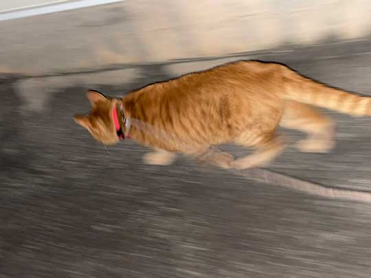 猫 いっそげえええ お散歩から急ぎ足で帰る元保護猫ちゃんのスピード感あふれる姿がかわいい ねとらぼ