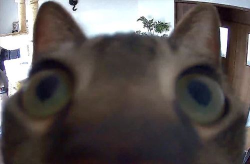 カメラに写った謎の生物 猫が 監視カメラを監視 する顔に 心臓止まるわ 未知の生命体 と驚きの声 ねとらぼ