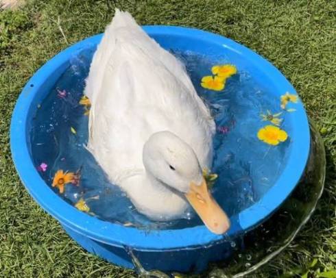 アヒルさんのタライにお花を浮かべてみたら…… ドバシャアアアと一瞬でけちらす姿が豪快でかわいい - ねとらぼ