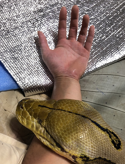 親指サイズからこんな太さに！？　10年育てたヘビが信じられないくらい大きくてすごい