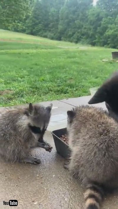 uDog Shares Dinner with Wild Raccoons || ViralHogv