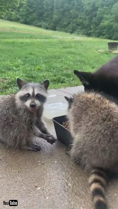 「Dog Shares Dinner with Wild Raccoons || ViralHog」