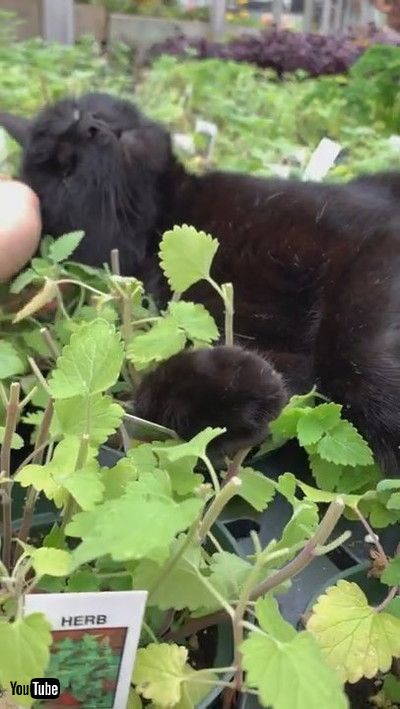 uBlack Cat Basking in Greenhouse Catnip || ViralHogv
