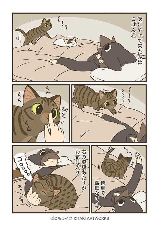 ベッドに入ると猫が集まってきて 保護猫トリオのぬくもりに 幸せをかみしめる夜を描いた漫画があたたかい ねとらぼ