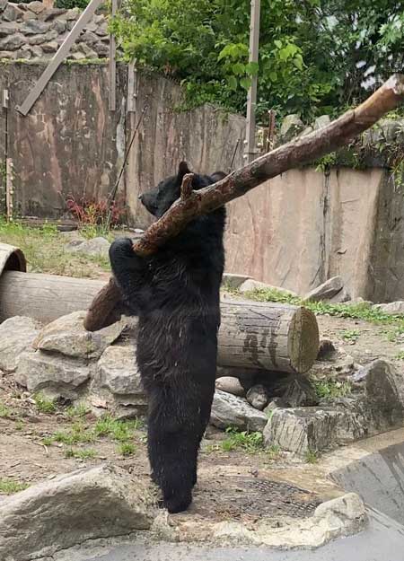 八木山動物公園 めちゃくちゃ打ちそうな 熊 クマ 木の棒 野球 バッター