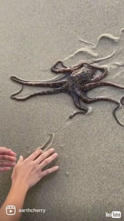 「Adorable Octopus Interrupts Beach Photoshoot || ViralHog」