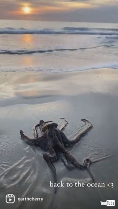 uAdorable Octopus Interrupts Beach Photoshoot || ViralHogv