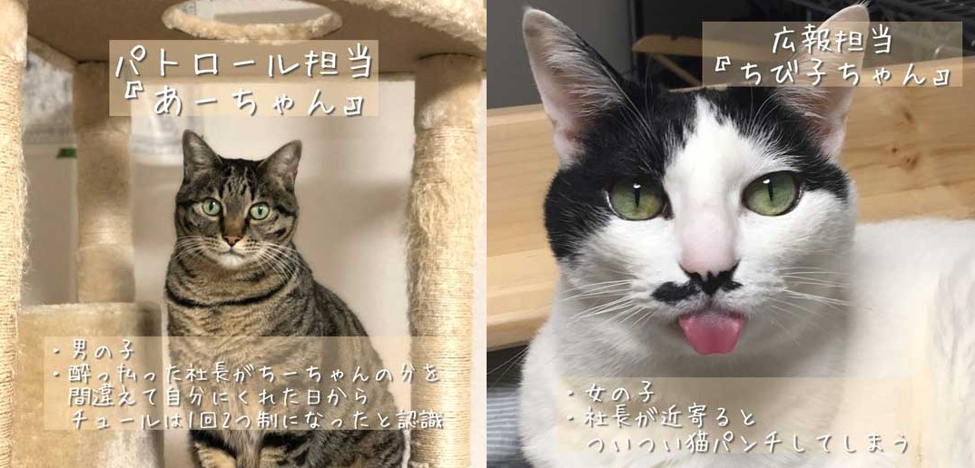 弊社の猫社員を紹介します 京都 佐々木酒造の パトロール担当 と 広報 の猫社員たちがかわいくて優秀 ねとらぼ