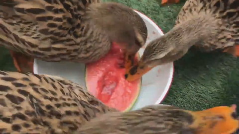 マシンガンみたい 志村けんさんのコントを思い出す アイガモたちがスイカを爆速で食べる姿がかわいい ねとらぼ
