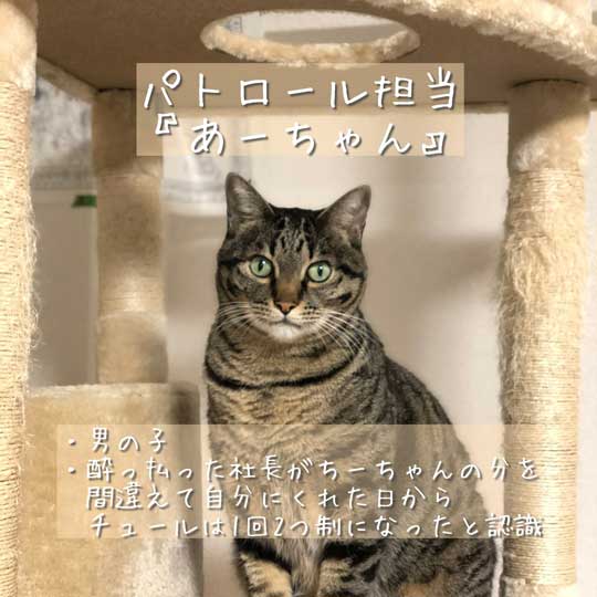 弊社の猫社員を紹介します 京都 佐々木酒造の パトロール担当 と 広報 の猫社員たちがかわいくて優秀 ねとらぼ