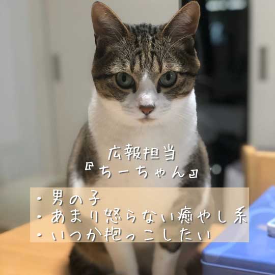 弊社の猫社員を紹介します 京都 佐々木酒造の パトロール担当 と 広報 の猫社員たちがかわいくて優秀 ねとらぼ