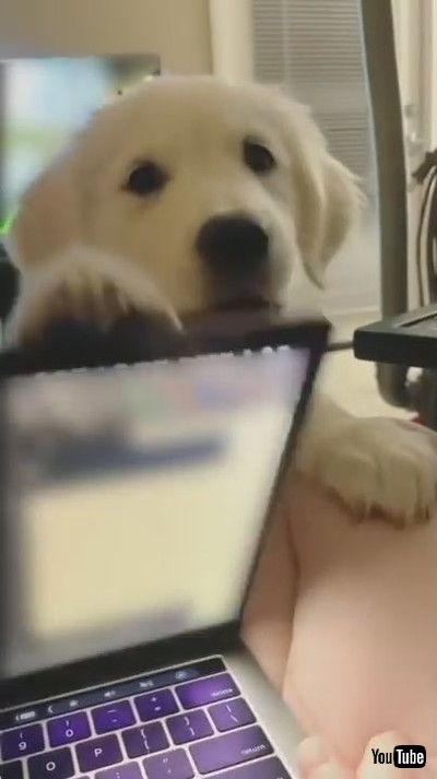 「Puppy Disturbs Owner While She Works on her Laptop and Snaps it Shut - 1203181」
