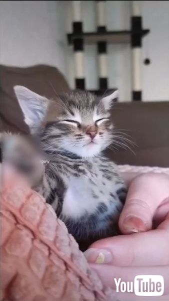 子猫が飼い主の腕の中でスヤァ こっくりこっくりする姿が守ってあげたくなるかわいさ 1 2 ページ ねとらぼ