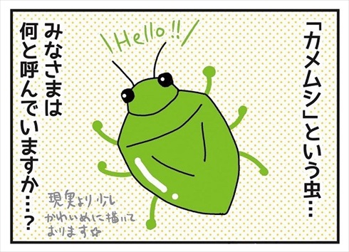 漫画 あなたの地域では カメムシ をなんて呼ぶ ヘクサ ガイダー ヘコキムシ 全国各地の呼び名がちがって面白い ねとらぼ