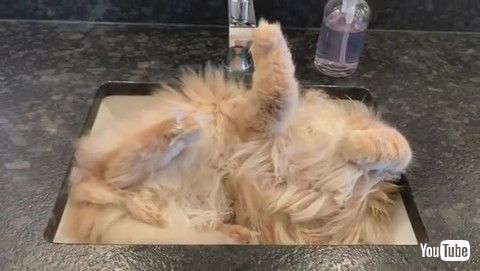 「Tuckered Kitty Snoozes in Sink || ViralHog」