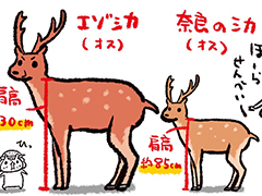 エゾシカ出ただけで騒然ってw」と言うけれど…… 大きさをわかりやすく