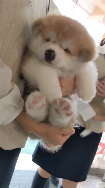 モッフモフな秋田犬の赤ちゃん この時期だけの貴重なかわいさに ぬいぐるみすぎる 天使 の声 1 2 ページ ねとらぼ