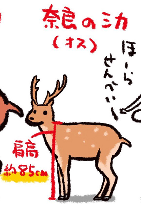 エゾシカ出ただけで騒然ってw と言うけれど 大きさをわかりやすく描いたイラストに 奈良の鹿って小さいんだ の声 1 2 ページ ねとらぼ