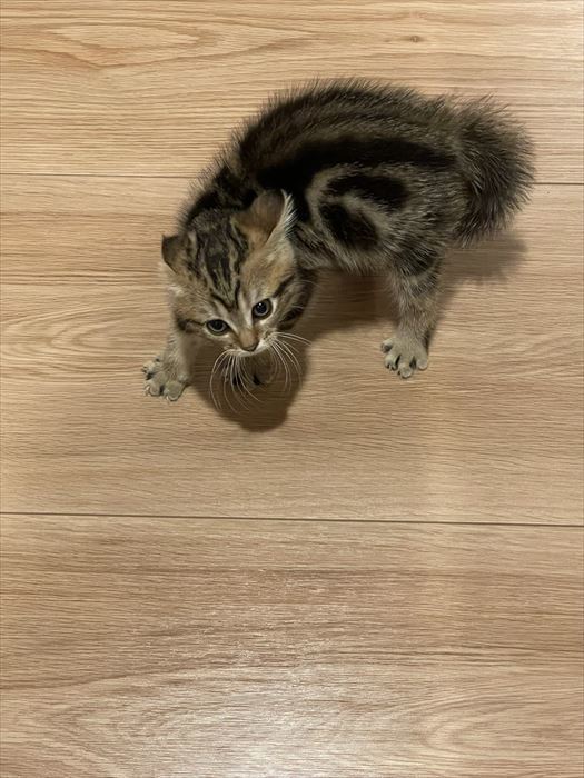 子猫 誰ニャ 美容院帰りの飼い主に全身で威嚇ポーズを決める子猫がかわいいしかない 1 2 ページ ねとらぼ