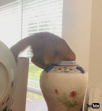 uSneaky Cat Finds His Way into Vase || ViralHogv