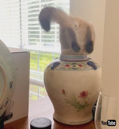 uSneaky Cat Finds His Way into Vase || ViralHogv