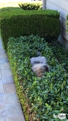 Hides Inside Bushes