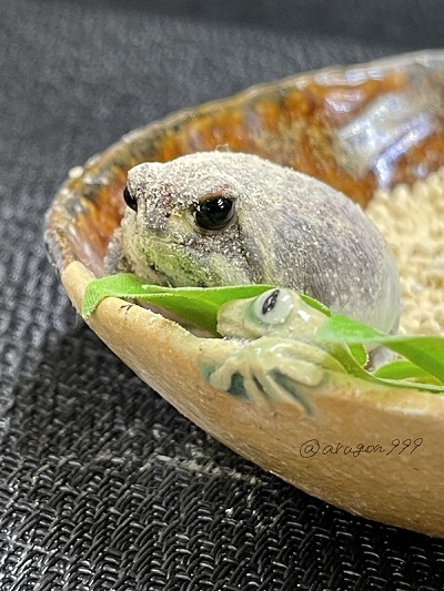 完全に餅だ 動きも可愛い てこてこ歩くまん丸なカエルさんが わらび餅 みたいでかわいいと話題に ねとらぼ