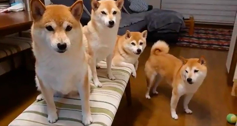 柴犬一家 ジッ 飼い主 降参します ものすごい無言の圧をかけてくる柴犬4匹が面白かわいい ねとらぼ