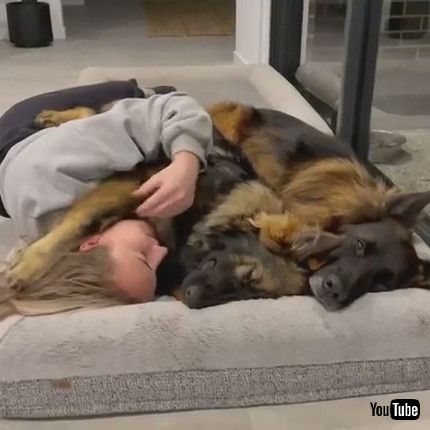 uDog Covers Woman With Paw to Return Cuddle - 1203781v