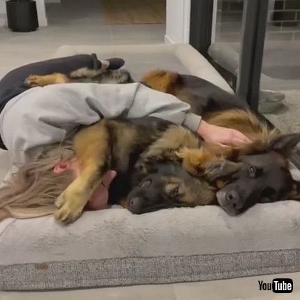 uDog Covers Woman With Paw to Return Cuddle - 1203781v