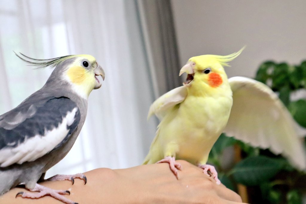 オカメインコが仲間に愛を囁かれたけど 来るなこのヘンタイヤロウ 怒 全力拒否する表情豊かな姿が面白かわいい ねとらぼ