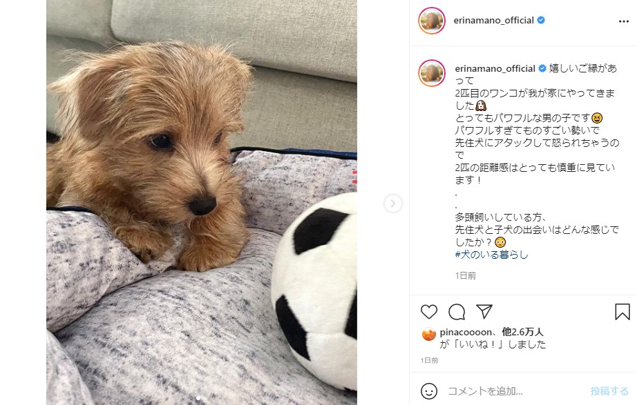 真野恵里菜 嬉しいご縁があって と新しい家族を紹介 パワフルすぎて 先住犬にアタックして怒られちゃう 1 2 ページ ねとらぼ