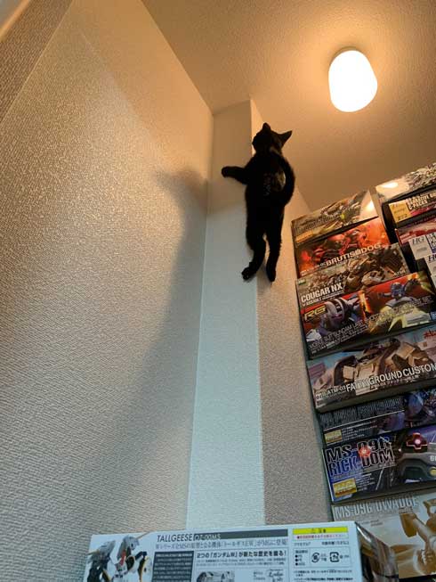 ウォール クライミング 壁 登る 黒猫