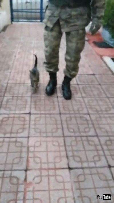 「Kitten Marches with Soldier || ViralHog」