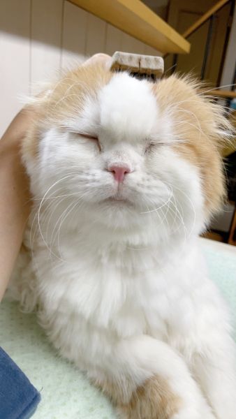 飼い主が決まった場所に座ると ブラッシングが好きすぎる猫ちゃんの反応と表情がかわいい ねとらぼ