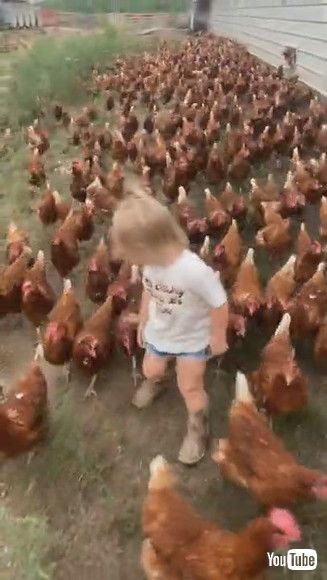 「Adorable Little Girl and Her Army of Chickens || ViralHog」