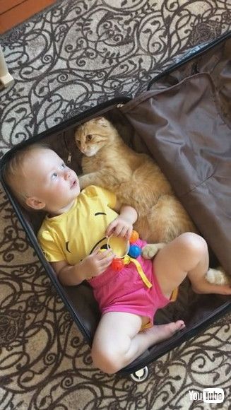 uKitty and Baby Climb Into Suitcase Together || ViralHogv