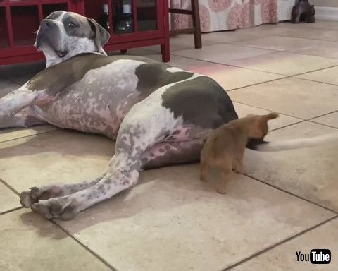 uTiny Puppy vs. Giant Tail || ViralHogv