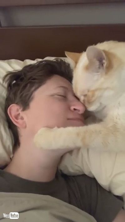 uSweet Cat Begs for Nose Kisses || ViralHogv