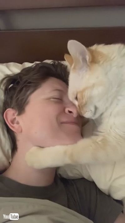 uSweet Cat Begs for Nose Kisses || ViralHogv